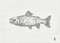 trout-2025
